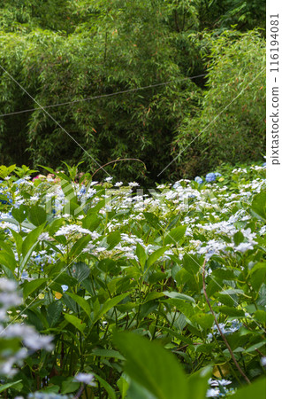 A cluster of hydrangea flowers A cluster of hydrangea flowers 116194081