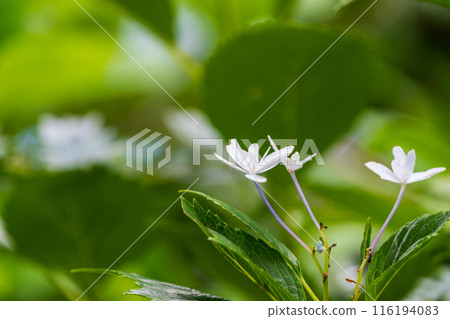 hydrangea white flowers hydrangea white flowers 116194083