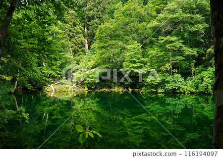 龍uga 龍uga 116194097