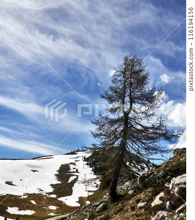 Leaning Larch Tree on the Snow-covered Summit of Monte Baldo at Lake Garda in Italy Leaning Larch Tree on the Snow-covered Summit of Monte Baldo at Lake Garda in Italy 116194156