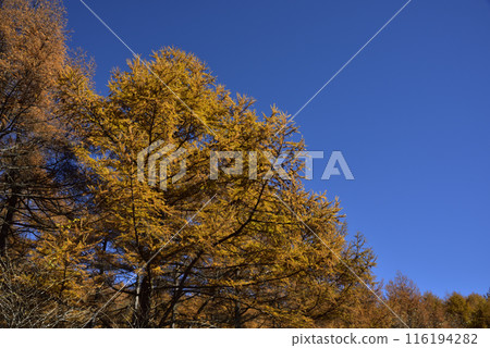 Mount Asama, mountain climbing, Gunma Prefecture 116194282