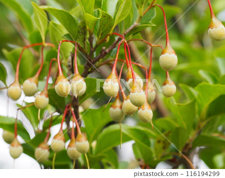 大量的Egonoki水果！ （公園樹） 116194299