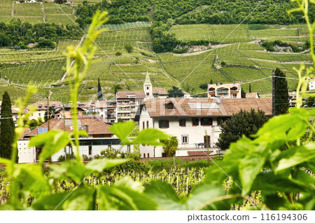 Village in Trentino with Vineyards in the Background Village in Trentino with Vineyards in the Background 116194306
