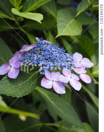 Blue hydrangeas in Tatehana Park 116194378