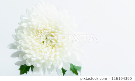 White chrysanthemum flower background offering copy space White chrysanthemum flower background offering copy space 116194390