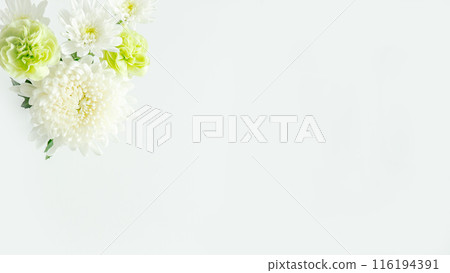 白色提供花背景，大菊花，複製空間 116194391