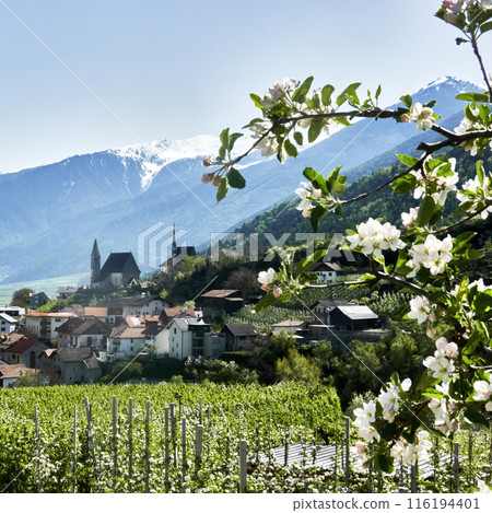 Apple Orchards Near a Village Close to Merano with an Alpine Panorama in the Background 116194401