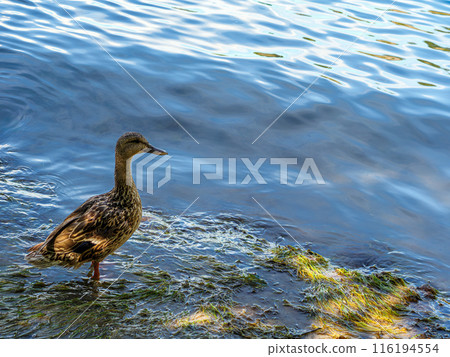 Feathery duck is stepping into the water against a rising tide Feathery duck is stepping into the water against a rising tide 116194554