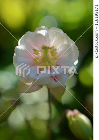 The flower language of the Western columbine suggests the strength to move forward straight ahead. "Foolish," "I'll definitely get it," "Determination to win." 116195171