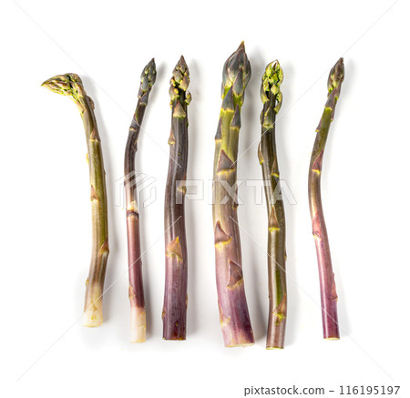 Purple Asparagus Isolated, Raw Garden Vegetables Bunch, Fresh Edible Sprouts of Red Asparagus Officinalis Purple Asparagus Isolated, Raw Garden Vegetables Bunch, Fresh Edible Sprouts of Red Asparagus Officinalis 116195197