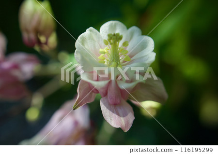 西耬斗菜的花語提醒我們前進的力量。 “笨蛋”“我一定會得到它”“決心要贏” 116195299
