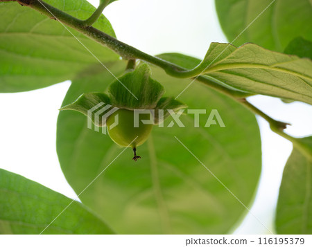 Unripe fruit of the persimmon tree Unripe fruit of the persimmon tree 116195379