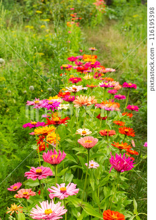 Colorful zinnia flowers 116195398
