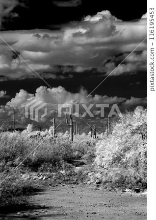 Sonora Desert Arizona in Infrared Sonora Desert Arizona in Infrared 116195453