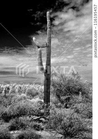 Sonora Desert Arizona in Infrared 116195457