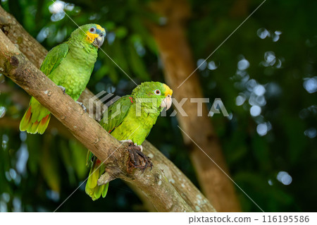 Orange-winged and and Yellow-crowned amazon (Amazona amazonica and ochrocephala), Bolivar, Wildlife and birdwatching in Colombia Orange-winged and and Yellow-crowned amazon (Amazona amazonica and ochrocephala), Bolivar, Wildlife and birdwatching in Colombia 116195586