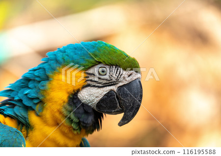 Blue-and-yellow macaw (Ara ararauna), Malagana, Bolivar department. Wildlife and birdwatching in Colombia 116195588