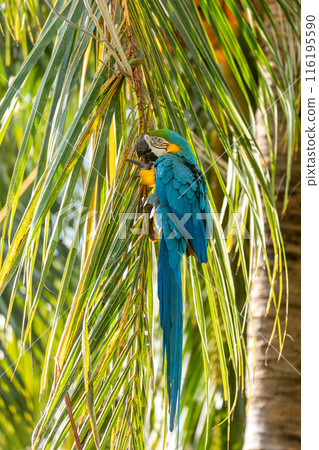Blue-and-yellow macaw (Ara ararauna), Malagana, Bolivar department. Wildlife and birdwatching in Colombia 116195590