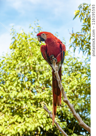Blue-and-yellow macaw (Ara ararauna), Malagana, Bolivar department. Wildlife and birdwatching in Colombia Blue-and-yellow macaw (Ara ararauna), Malagana, Bolivar department. Wildlife and birdwatching in Colombia 116195593