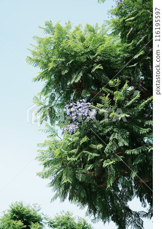 [Vertical photo] Jacaranda 116195597