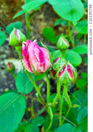 Blooming Pink Rose Buds in a Garden Nature Photography for Posters and Cards Blooming Pink Rose Buds in a Garden Nature Photography for Posters and Cards 116195746