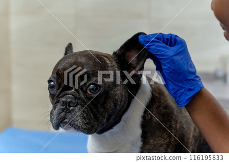 Veterinarian examining dogs ear and looking attentive 116195833