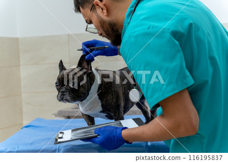 Veterinarian examining dogs ear and looking attentive 116195837