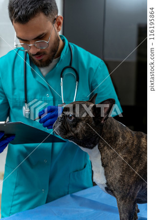 Male veterinarian examining dogs ears and looking involved Male veterinarian examining dogs ears and looking involved 116195864