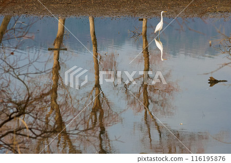 A windless view of Kohoku Waterfowl Park 116195876