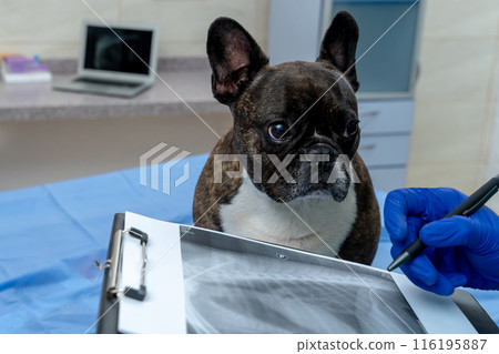Dog sitting on a examination table after MRI procedure 116195887