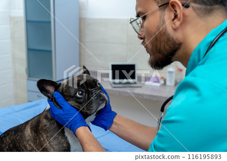 Male veterinarian examining a dog and looking concentrated Male veterinarian examining a dog and looking concentrated 116195893