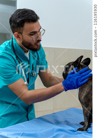 Male veterinarian examining a dog and calming it down Male veterinarian examining a dog and calming it down 116195930