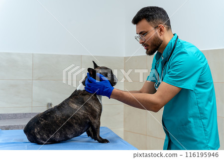 Male veterinarian examining a dog and calming it down 116195946