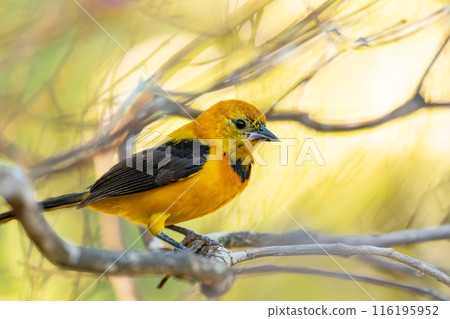 Yellow oriole (Icterus nigrogularis), Minca, Sierra Nevada, Magdalena department. Wildlife and birdwatching in Colombia 116195952