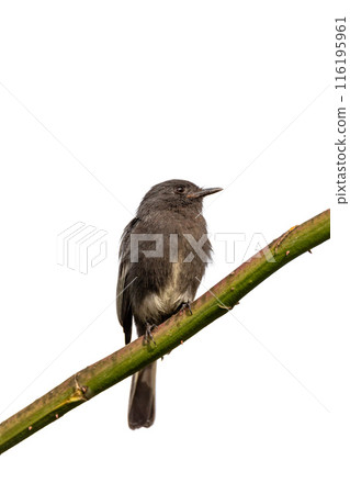 Black phoebe (Sayornis nigricans), Santa Barbara, Antioquia department. Wildlife and birdwatching in Colombia. 116195961