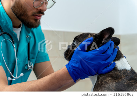 Male veterinarian examining a dog and calming it down Male veterinarian examining a dog and calming it down 116195962