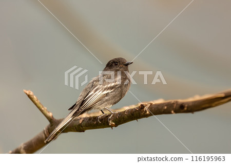 Black phoebe (Sayornis nigricans), Santa Barbara, Antioquia department. Wildlife and birdwatching in Colombia. 116195963