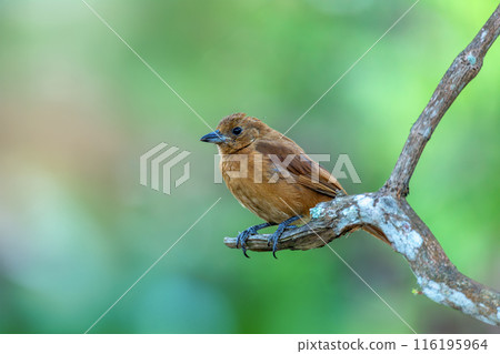 White-lined tanager (Tachyphonus rufus) female, Minca, Sierra Nevada de Santa Marta. Wildlife and birdwatching in Colombia. 116195964