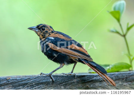 White-lined tanager (Tachyphonus rufus) juvenile, Minca, Sierra Nevada de Santa Marta. Wildlife and birdwatching in Colombia. 116195967