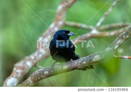 White-lined tanager (Tachyphonus rufus) male, Minca, Sierra Nevada de Santa Marta. Wildlife and birdwatching in Colombia. 116195968
