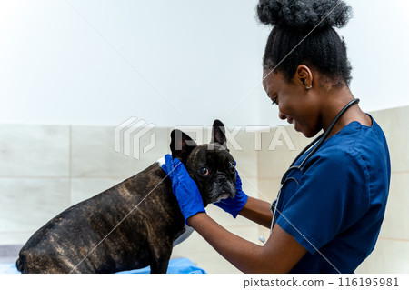 Dark-skinned smiling veterinarian holding dogs head and examining it 116195981