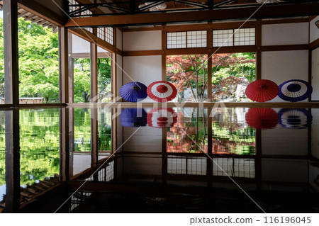 Spring maple leaves at Hotokuji Temple, horizontal, diagonal Spring maple leaves at Hotokuji Temple, horizontal, diagonal 116196045