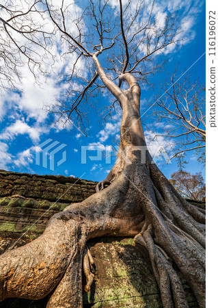 Roots of a giant tree growing over ruins on Angkor wat, Siem Reap, Cambodia 116196072