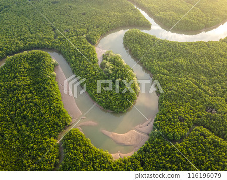Aerial top down view of Phang Nga bay,  Thailand mangrove forest background texture 116196079