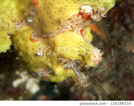 Yellow frog Yellow frog 116196316
