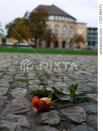 rose asphalt 116196471