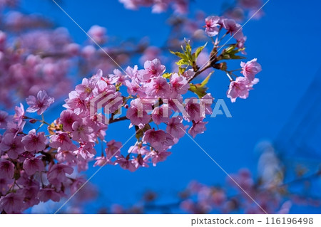 Blue sky and Kawazu cherry blossoms Blue sky and Kawazu cherry blossoms 116196498