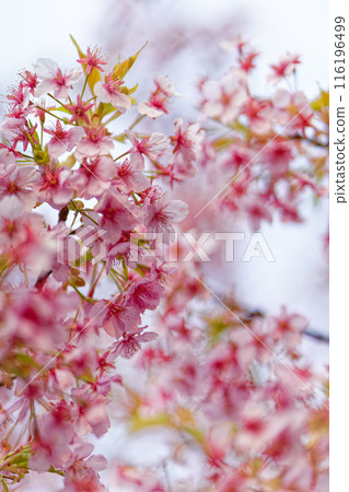 Cherry blossoms bloom Cherry blossoms bloom 116196499