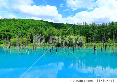 美瑛青池的美景 116196851