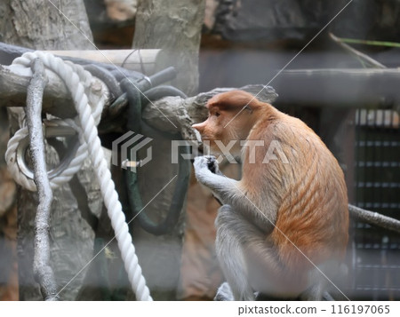 蒙扎猴 116197065